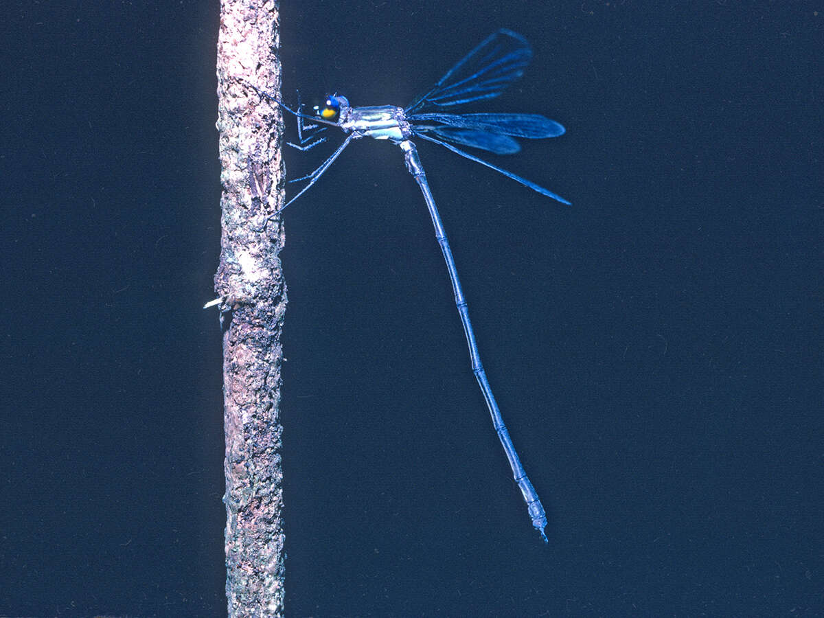 Imagem de Archilestes latialatus Donnelly 1981