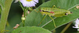 Anapodisma beybienkoi Rentz, D. C. F. & G. R. Miller 1971的圖片