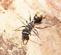 Image of Myrmecia piliventris Smith 1858