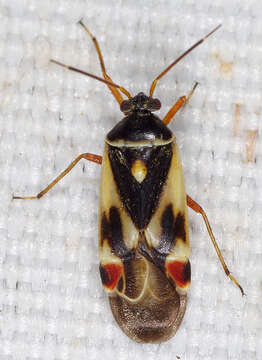 Image of Polymerus unifasciatus (Fabricius 1794)