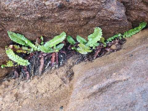 Image de Polystichum kruckebergii W. H. Wagner