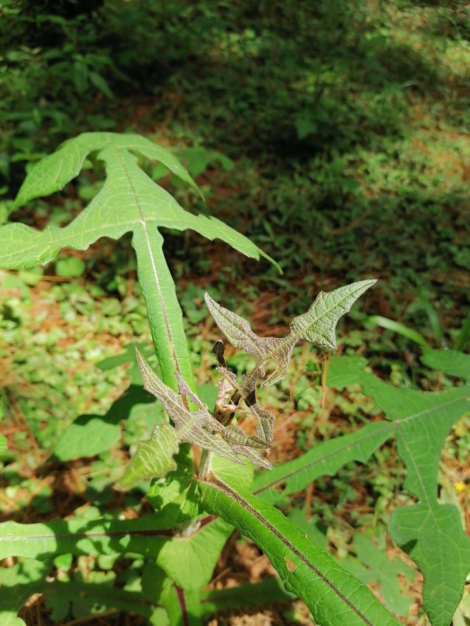 Image of Smallanthus oaxacanus (Sch. Bip. ex Klatt) H. Rob.
