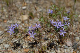 Image of Tehachapi woollystar