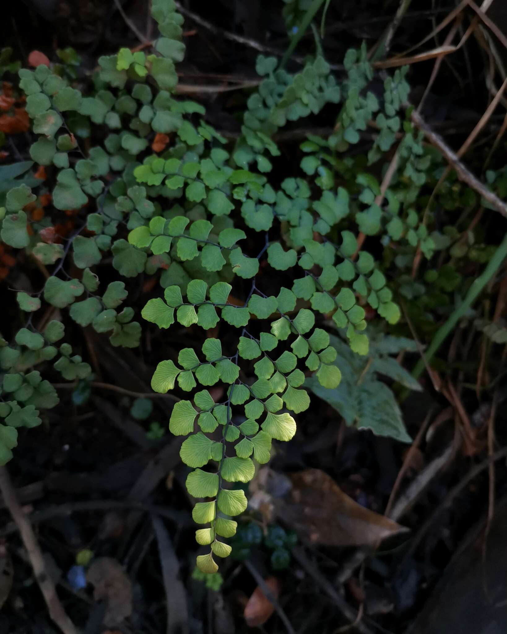 Adiantum chilense Kaulf.的圖片