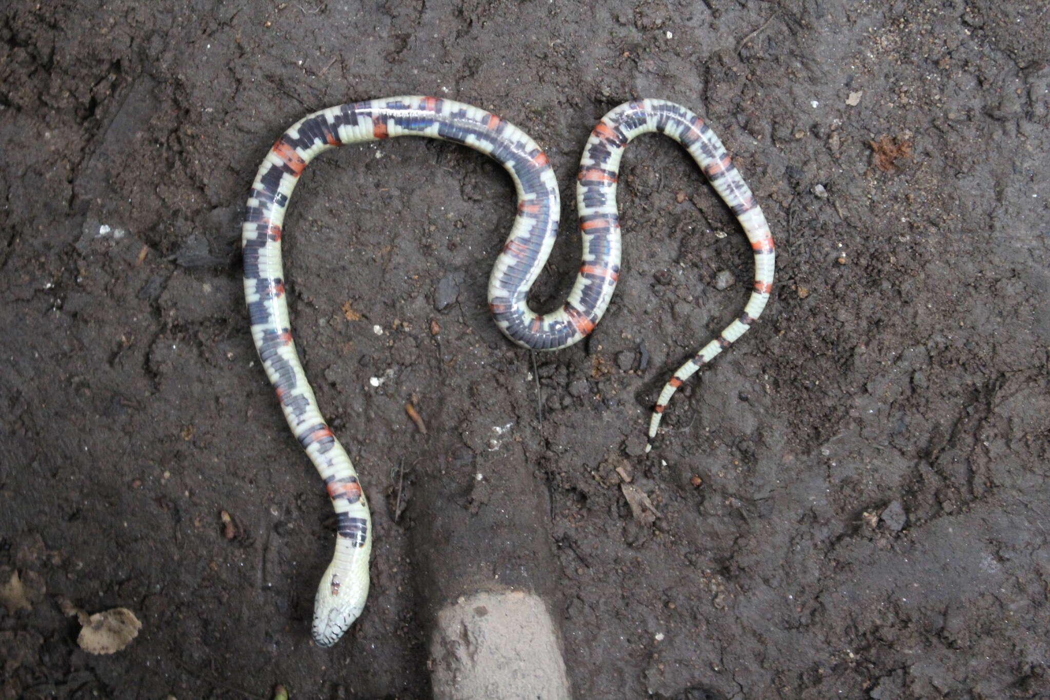 Image of Lampropeltis greeri (Webb 1961)