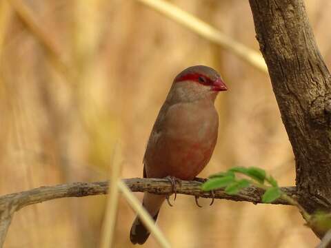 Image of Black-rumped Waxbill