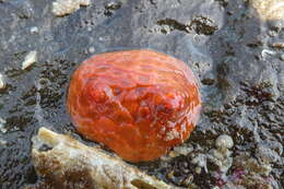 Image of armoured sea cucumber