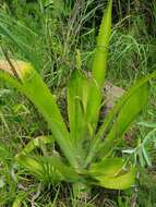 Image of Aloe dyeri Schönland