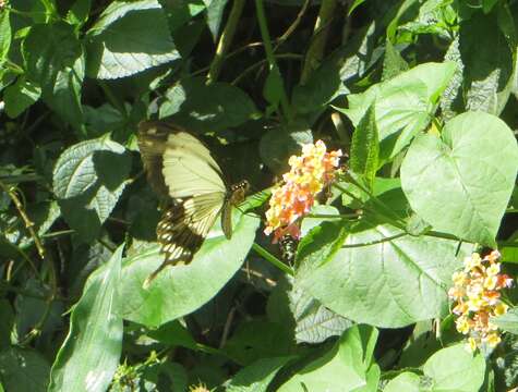 Image of <i>Papilio dardanus tibullus</i>