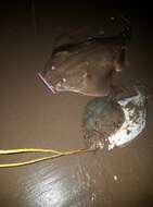 Image of Chilean Angel Shark