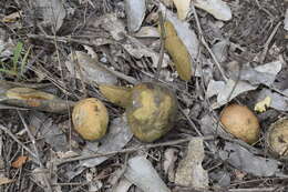 Image of Colicodendron scabridum (Kunth) Hutchinson