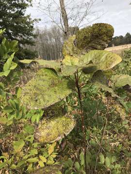 Image of swamp cottonwood