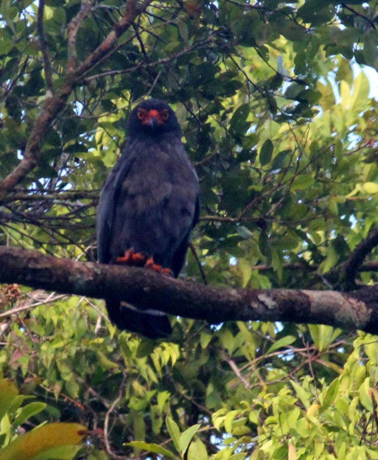 Image of Slate-colored Hawk