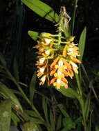 Image of Epidendrum polyanthum Lindl.