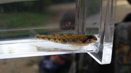 Image of Cumberland darter