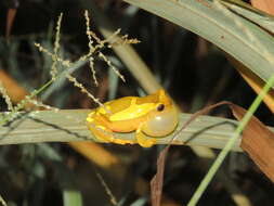 Image of Dendropsophus arndti Caminer, Milá, Jansen, Fouquet, Venegas, Chávez, Lougheed & Ron 2017