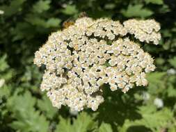 Image of Tanacetum macrophyllum (Waldst. & Kit.) Sch. Bip.