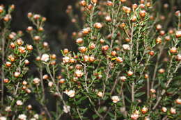 Image of Spyridium scortechinii (F. Müll.) K. R. Thiele