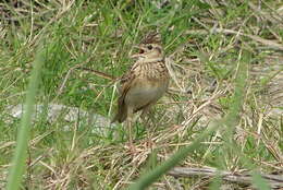 Image of Alauda gulgula wattersi Swinhoe 1871