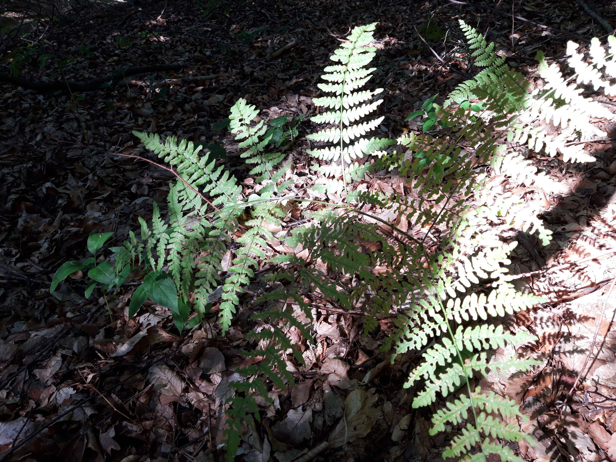 Image of Pteridium aquilinum subsp. aquilinum