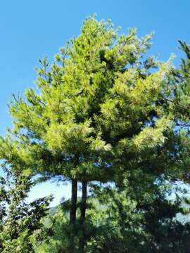 Image of Taiwan White Pine