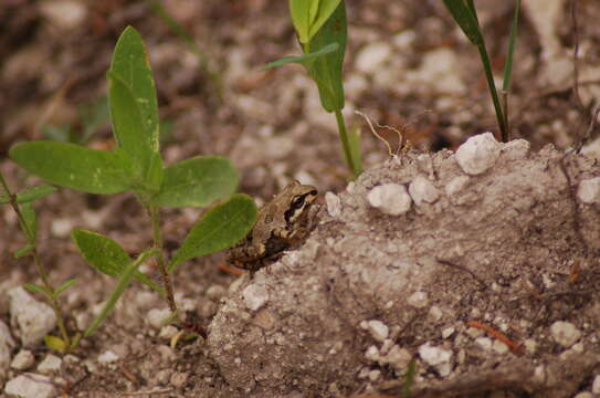 Image of Strecker's Chorus Frog