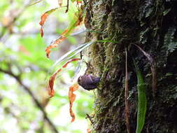 Image of Rufous-winged Fulvetta