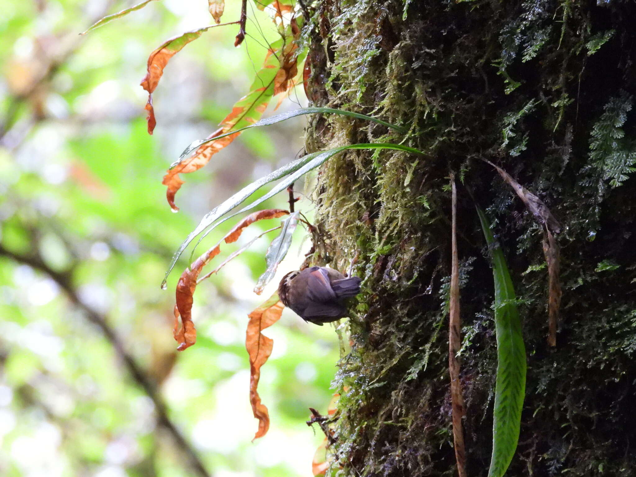 Image of Rufous-winged Fulvetta