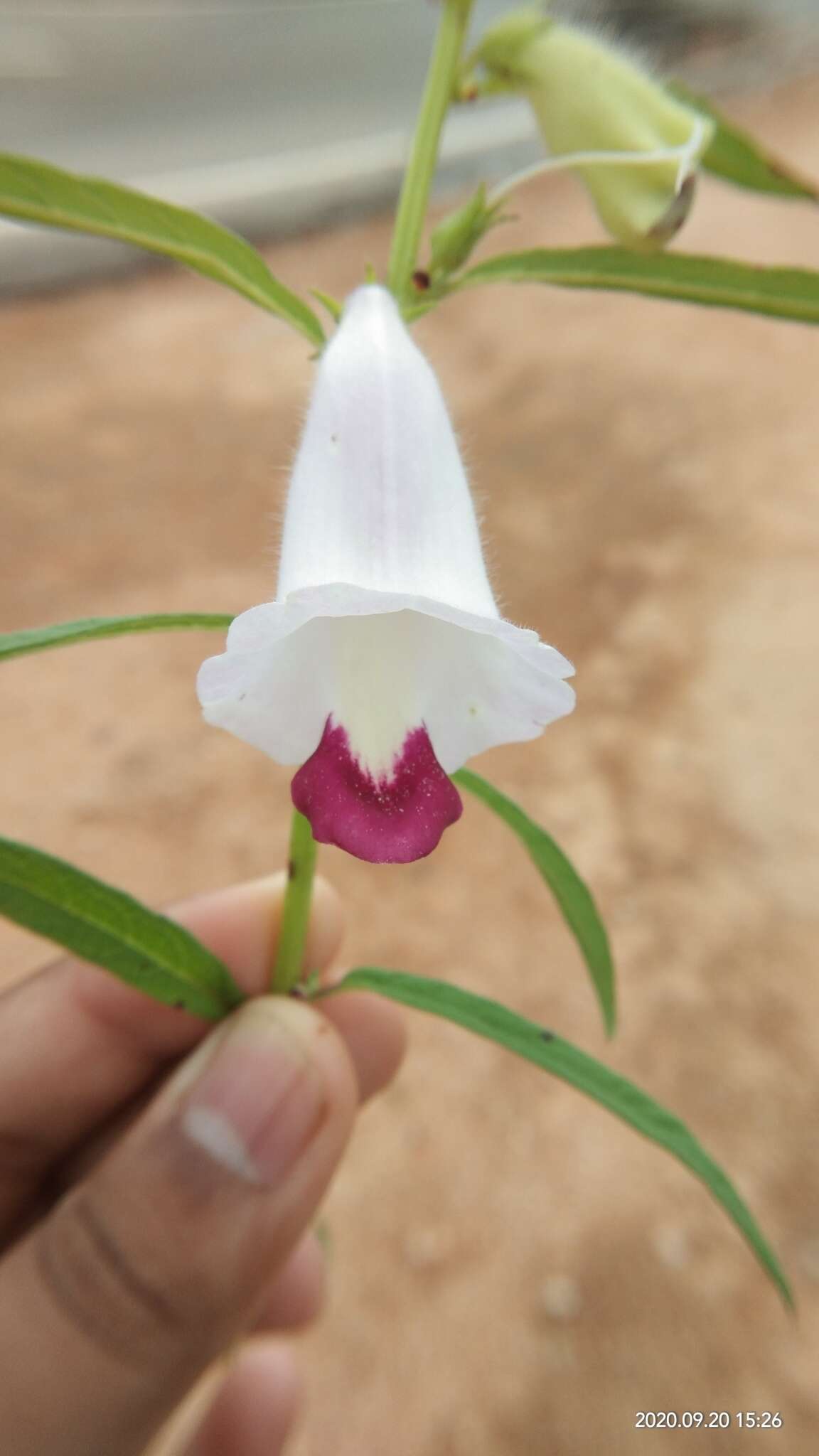 Sivun Sesamum indicum subsp. malabaricum (Burm.) Bedigian kuva