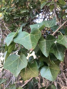 Image of Small-leaved tulip-tree