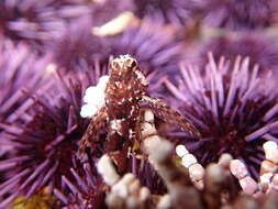 Image of Prickly sculpin