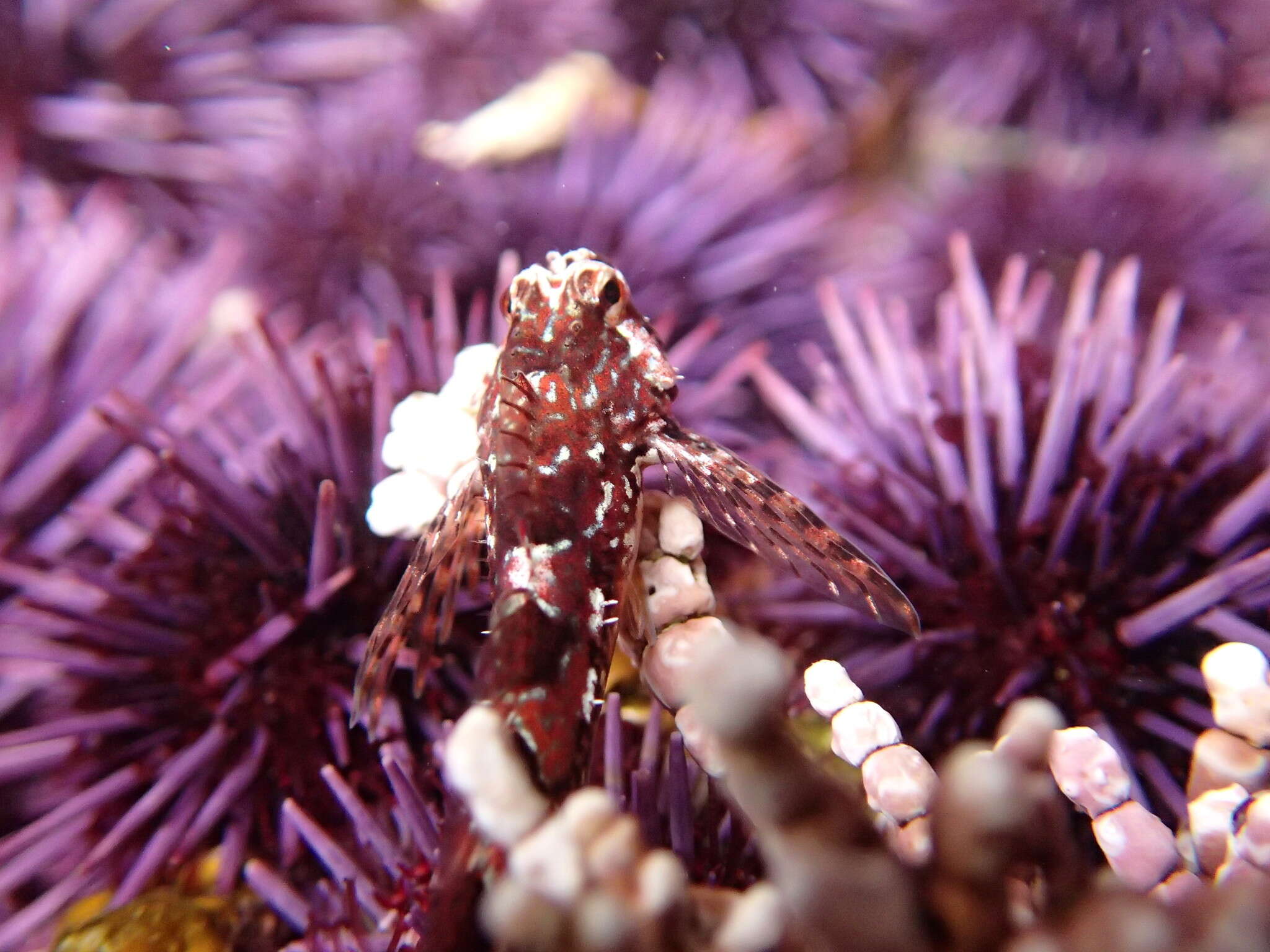 Image of Prickly sculpin