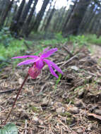 Image of fairy slipper