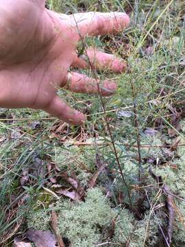 Image of Illinois pinweed