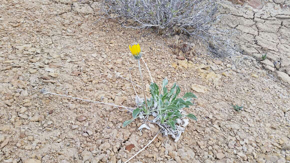 Image of nakedstem sunray