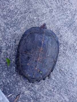 Image of Giant Asian Pond Turtle