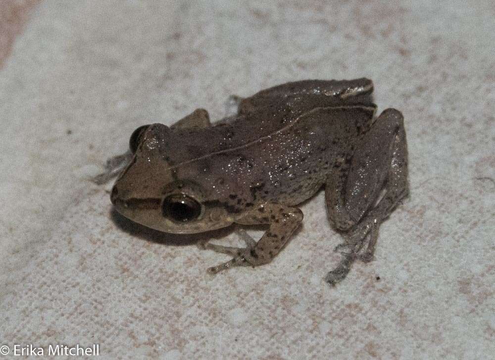 Image of Johnstone's Robber Frog