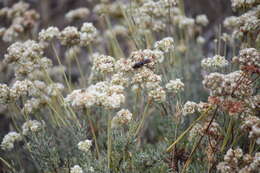 صورة Sphex ashmeadi (Fernald 1906)