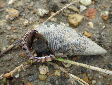 Image of Terebralia sulcata (Born 1778)