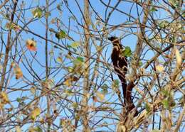 Image of Treepie