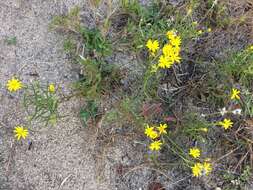 Image of sickleleaf silkgrass