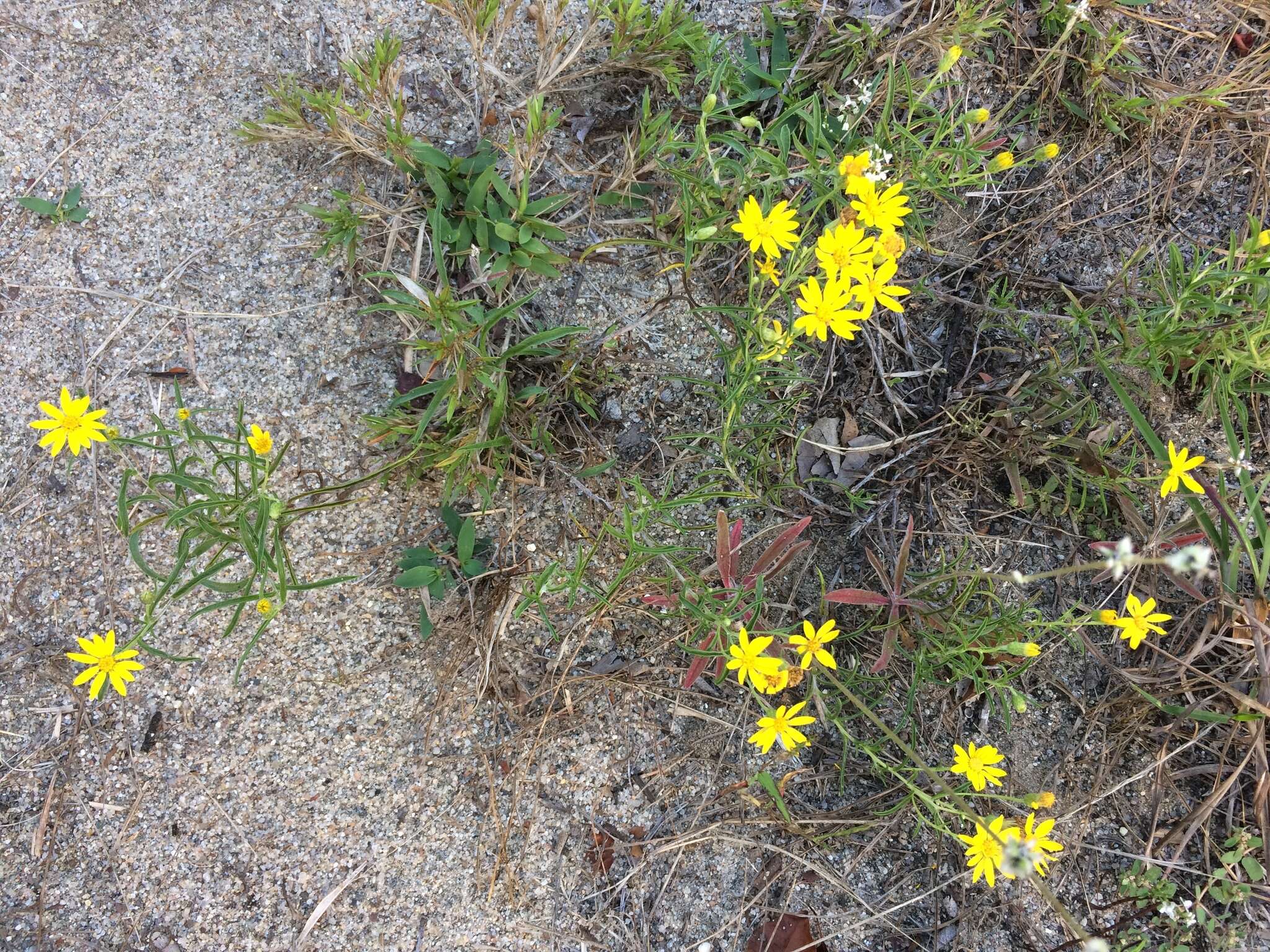 Image of sickleleaf silkgrass