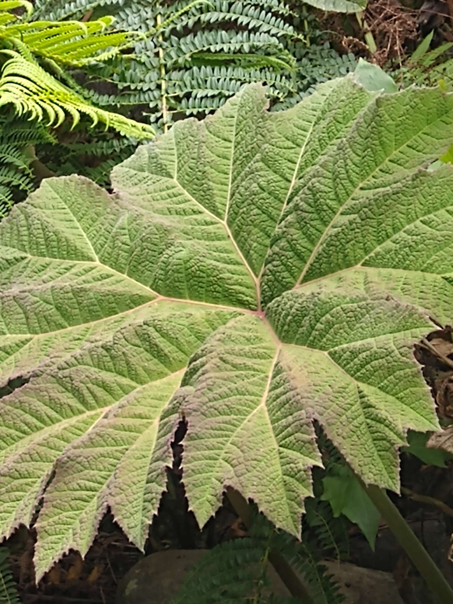 Image of Gunnera brephogea Linden & Andre