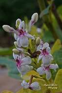 Pseuderanthemum maculatum (Lodd.) I. M. Turner resmi