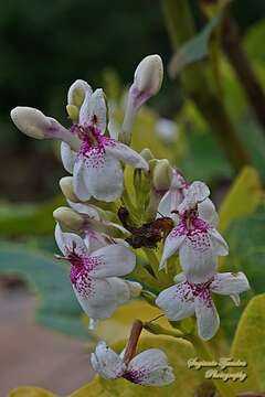 Image of Pseuderanthemum maculatum (Lodd.) I. M. Turner