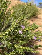 Image of Eremophila crassifolia (F. Muell.) F. Muell.