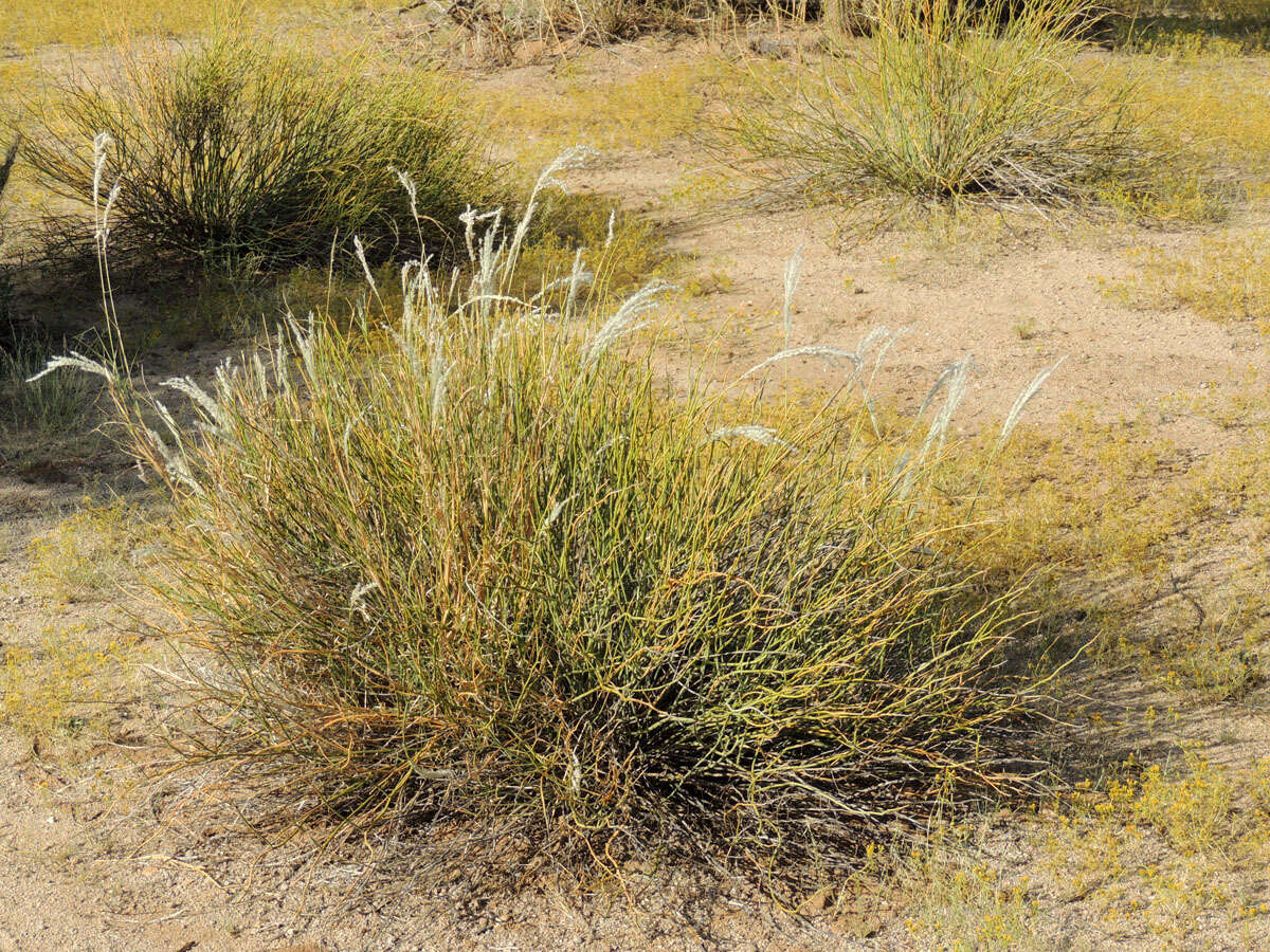 Digitaria californica (Benth.) Henrard的圖片