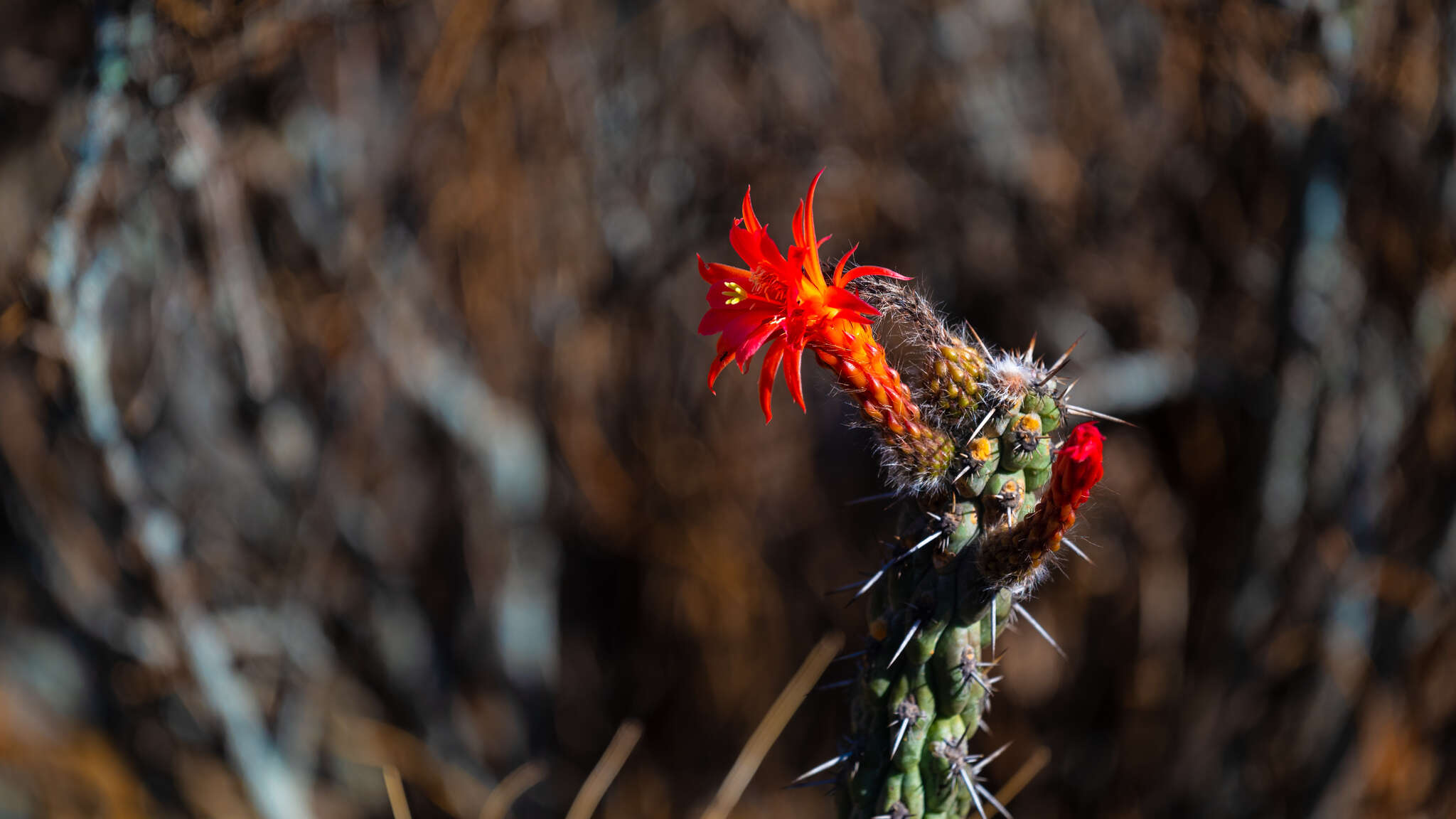 Imagem de Cleistocactus sulcifer (Rauh & Backeb.) Leuenb.