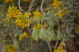 Imagem de Cleomella arborea (Nutt.) Roalson & J. C. Hall