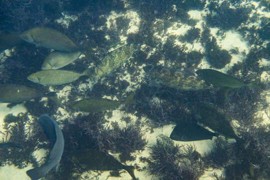 Image of Dusky rabbitfish